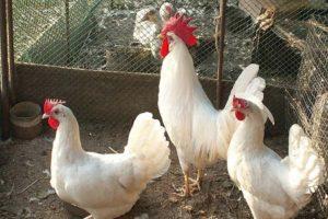 Опис и карактеристике кокоши Легхорн, услови задржавања