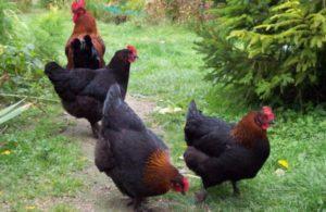 Descrizione e caratteristiche della razza di pollo Maran, sottigliezze del contenuto