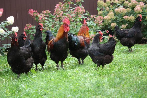 svarta kycklingar