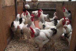 Descrizione e caratteristiche delle galline Master Gray, cura e alimentazione