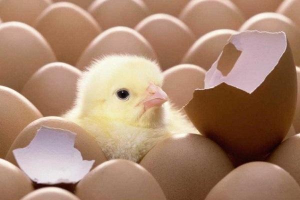 perinti skirtas kiaušinis