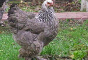 Funktioner för underhåll och skötsel av kycklingar på sommaren i dacha, odling och avel
