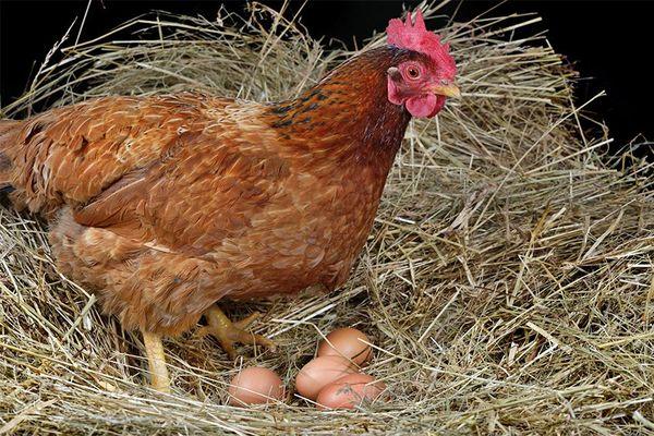 kuře s vejci