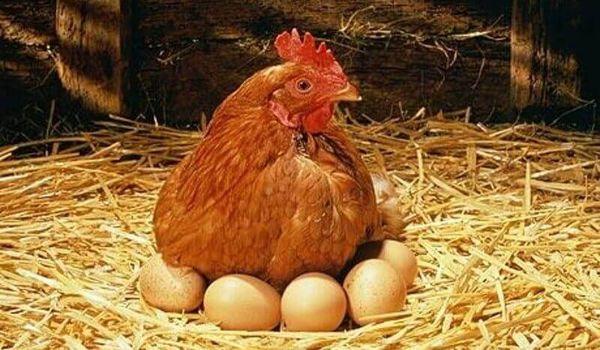 пилетина на јајима