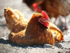 Beschreibung der besten Behandlungsmethoden und warum Hühner auf die Füße fallen