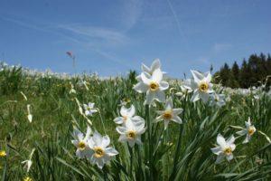 Classification, Description and Characteristics of the Top 40 Varieties and Species of Daffodils