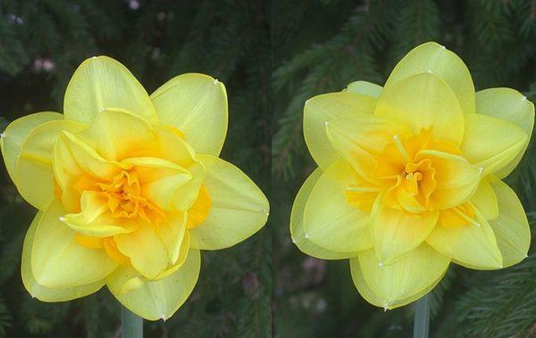 Narcissus Terry