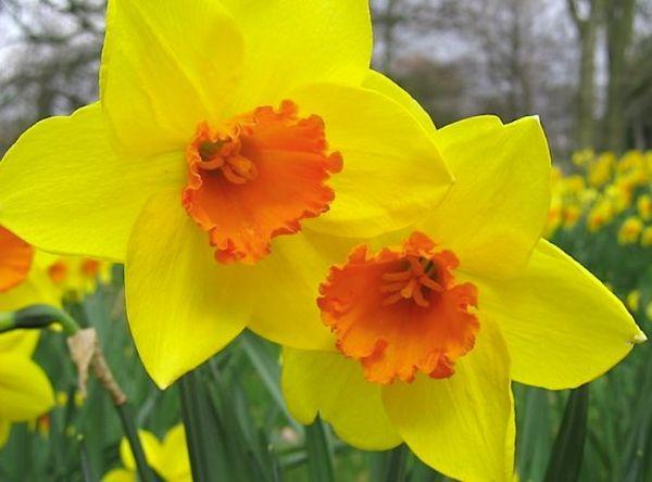 Narcissus Stor-krönad