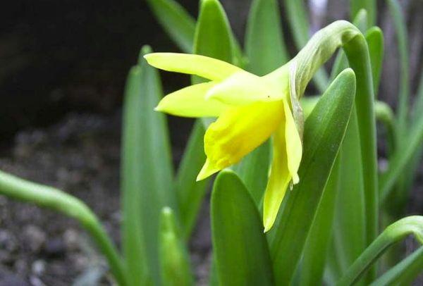 Cyclamenous Narcissus