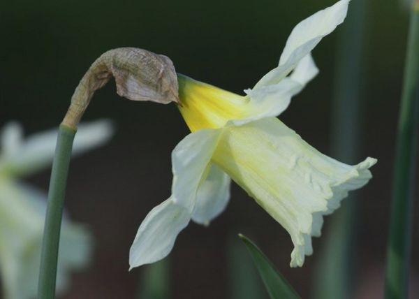 Narcissus Milner