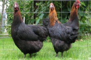 Beschrijving en kenmerken van het zwarte kippenras van Moskou, eierproductie