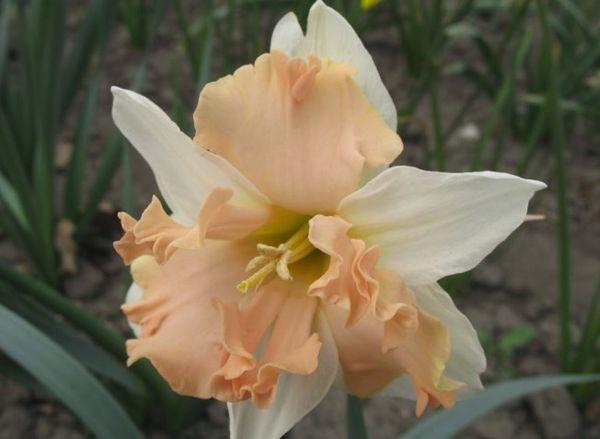 flor de narciso