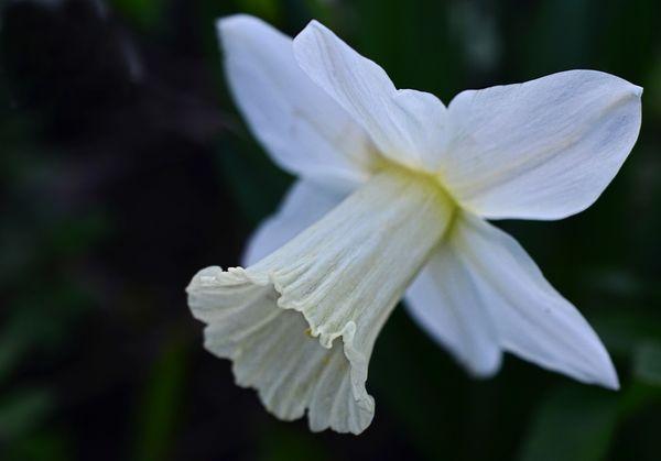 Бели цвет