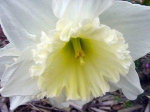 Narcizo kalno aprašymas ir ypatybės, sodinimas ir priežiūra