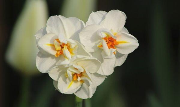 vita påskliljor