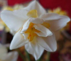 A White Lyon nárcisz fajta leírása és jellemzői, ültetés és gondozás