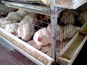 Како направити ДИИ водич за одређивање величине пилећих кокоша