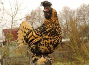 Kenmerken en beschrijving van het Pavlovsk-kippenras, regels voor verzorging en onderhoud
