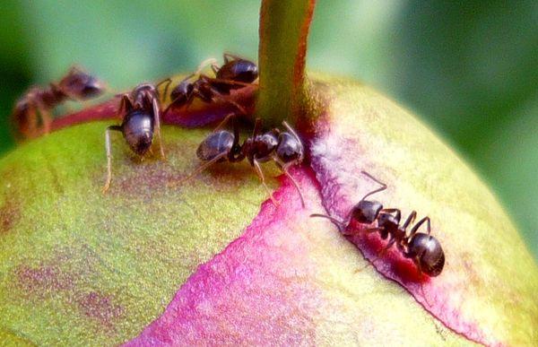 skruzdėlės ant bijūno