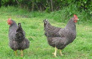 Descrizione e caratteristiche della produttività dei polli di Plymouthrock, sottigliezze del contenuto