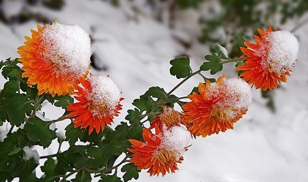 chryzantémy v zime