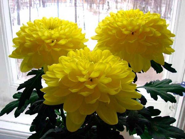 žlté chryzantémy