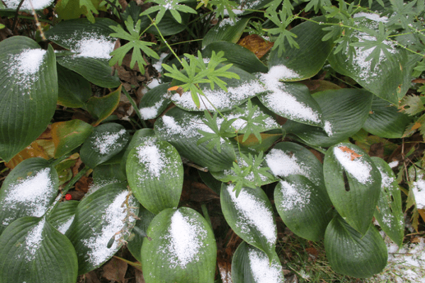 neige sur les feuilles