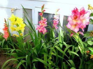 Arten von Düngemitteln für die Fütterung von Gladiolen im Sommer, Auswahl und Häufigkeit