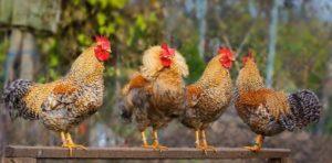 Descrizioni delle 45 migliori razze di polli per l'allevamento domestico, quali sono e come scegliere