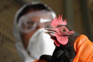 Viščiukų paukščių gripo simptomai ir gydymas, požymiai ir apraiškos