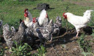 A Pushkinskaya csirkefajta jellemzői és leírása, karbantartási szabályok