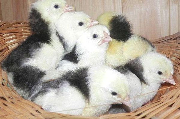 kuřata v košíku