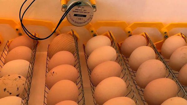 јаја у инкубатору