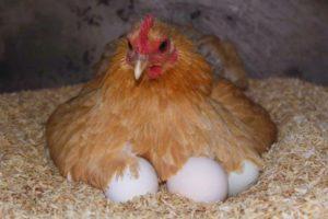 Combien de jours ou de jours faut-il à une poule pour faire éclore des poulets, recommandations pour la sélection des œufs