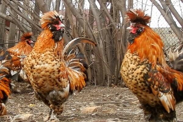 tuftade kycklingar