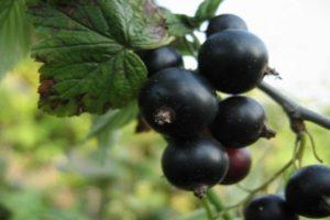 Descripción de las variedades de grosella negra Acertijo, características de plantación y cuidado.