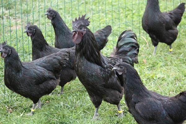 fekete csirkék