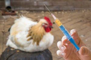 Schéma a pravidlá vakcinácie kurčiat doma, vakcinačný stôl