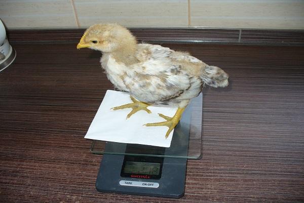 Tabla de peso de pollos de engorde por día: cálculo de la ganancia de peso,  razones de una mala ganancia