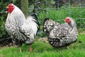 Egenskaper och beskrivning av Wyandotte-kycklingrasen, underhållsregler