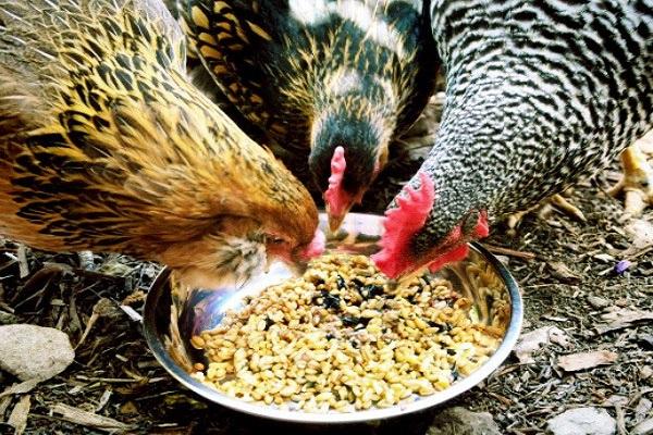 kycklingnäring