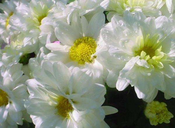 Chrysanthemum Gazell