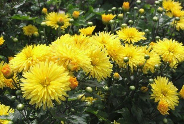 Chrysanthemum Dubok