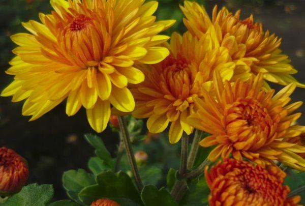 Chrysanthemum Amber