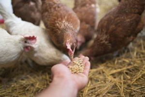 Који су витамини потребни за пилиће и доза, називи лекова и здраве хране