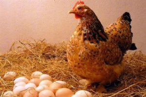 Pourquoi les poulets pondent des œufs à coquille fine et que faire, comment se nourrir