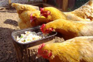 Jednoduchý recept o tom, ako zvýšiť produkciu vajec doma