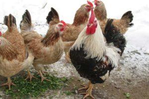 Zagorsko lašišinių viščiukų veislės aprašymas ir visos savybės, turinio subtilybės