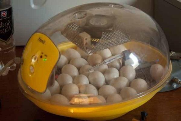 Uova nel vassoio