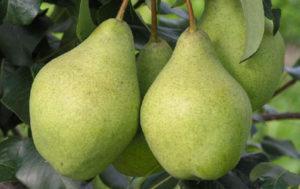 Beskrivning och egenskaper hos päron av den förtrollande sorten, planteringsteknik och vård